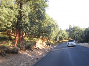 Exploitation du liège