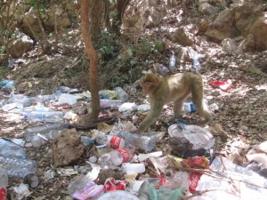 Le singe magot est envahi dans son refuge.