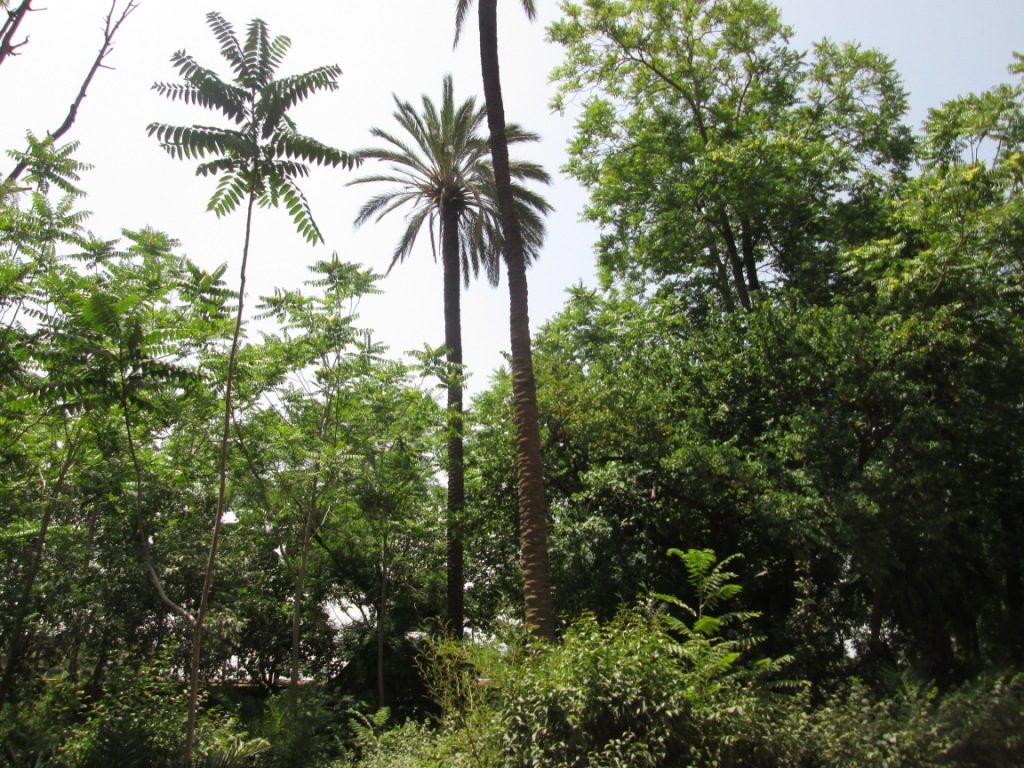 Article : Espace vert interdit à Blida