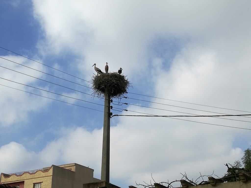 Article : De ma fenêtre, Blida est contée