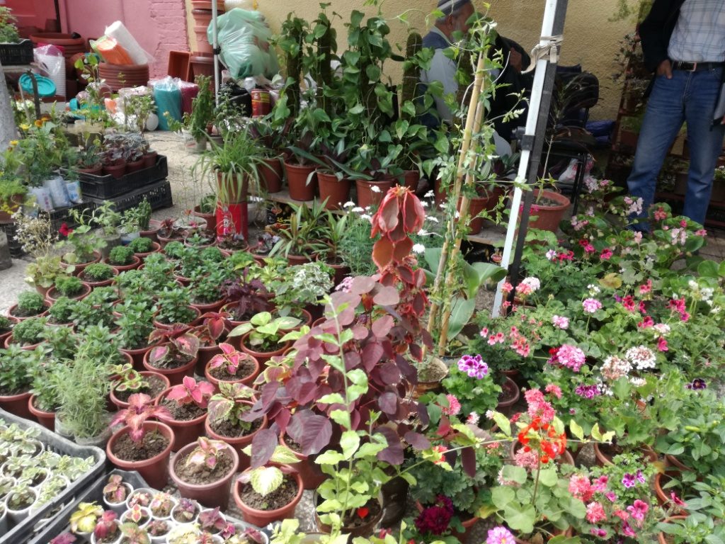 Article : La rose de Blida